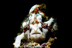 Warty frogfish (Antennarius maculatus) in the light
 by Rudy Janssen 